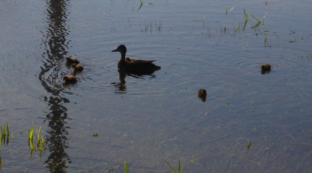 New Ducklings